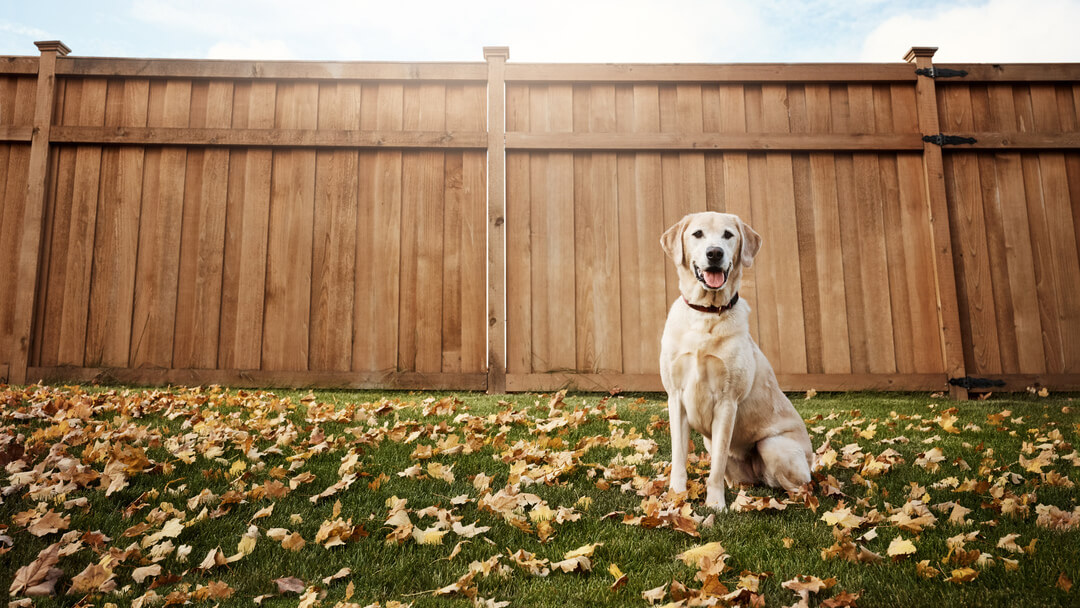 Natural Treatment For Dog Urine Infection